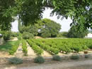 Front of Lavender House